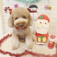 【本店】2017年12月10日のワンちゃん達♪