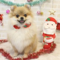 【本店】2017年12月11日のワンちゃん達♪