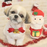 【本店】2017年12月13日のワンちゃん達♪