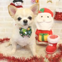 【本店】2017年12月14日のワンちゃん達♪