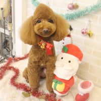 【本店】2017年12月16日のワンちゃん達♪