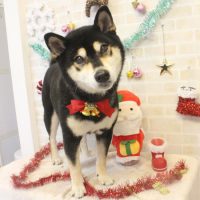 【本店】2017年12月17日のワンちゃん達♪