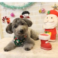 【本店】2017年12月18日のワンちゃん達♪