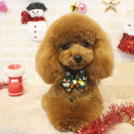 【本店】2017年12月20日のワンちゃん達♪