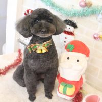 【本店】201712月21日のワンちゃん達♪