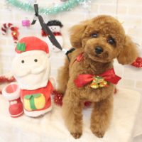 【本店】2017年12月22日のワンちゃん達♪