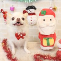 【本店】2017年12月23日のワンちゃん達♪