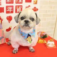 【本店】2017年12月25日のワンちゃん達♪