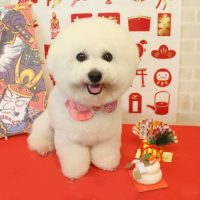 【本店】2017年12月27日のワンちゃん達♪