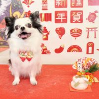 【本店】2017年12月28日のワンちゃん達♪