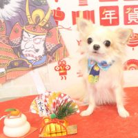 【本店】2017年12月29日のワンちゃん達♪