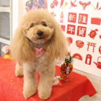 【本店】2017年12月30日のワンちゃん達♪