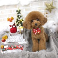 【池下店】2017年12月1日のワンちゃん達♪