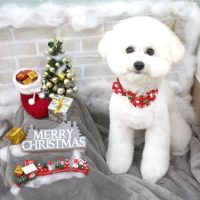 【池下店】2017年12月2日のワンちゃん達♪