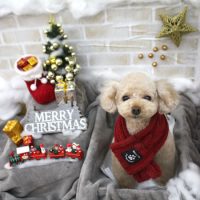 【池下店】2017年12月3日のワンちゃん達♪