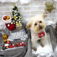 【池下店】2017年12月4日のワンちゃん達♪