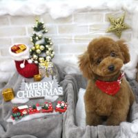 【池下店】2017年12月7日のワンちゃん達♪