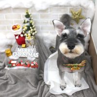 【池下店】2017年12月9日のワンちゃん達♪