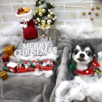 【池下店】2017年12月10日のワンちゃん達♪