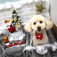 【池下店】2017年12月11日のワンちゃん達♪