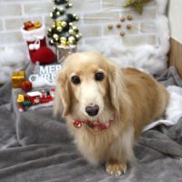 【池下店】2017年12月13日のワンちゃん達♪