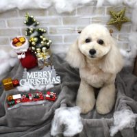 【池下店】2017年12月14日のワンちゃん達♪