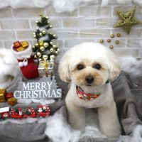 【池下店】2017年12月15日のワンちゃん達♪