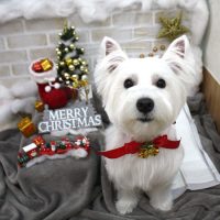 【池下店】2017年12月16日のワンちゃん達♪