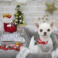 【池下店】2017年12月17日のワンちゃん達♪