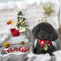 【池下店】2017年12月18日のワンちゃん達♪