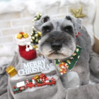 【池下店】2017年12月21日のワンちゃん達♪