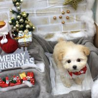 【池下店】2017年12月22日のワンちゃん達♪