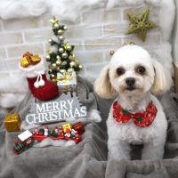 【池下店】2017年12月23日のワンちゃん達♪