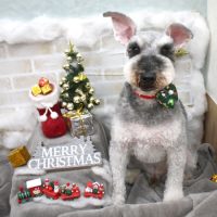 【池下店】2017年12月24日のワンちゃん達♪