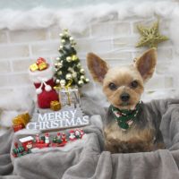 【池下店】2017年12月25日のワンちゃん達♪