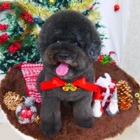 【山手店】2017年12月1日のワンちゃん達♪