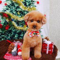 【山手店】2017年12月2日のワンちゃん達♪