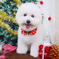 【山手店】2017年12月3日のワンちゃん達♪