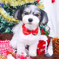 【山手店】2017年12月4日のワンちゃん達♪