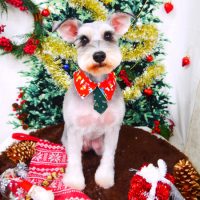 【山手店】2017年12月7日のワンちゃん達♪