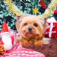 【山手店】2017年12月8日のワンちゃん達♪