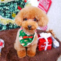 【山手店】2017年12月09日のワンちゃん達♪