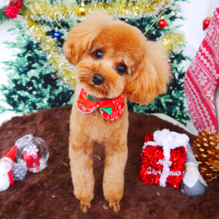 【山手店】2017年12月10日のワンちゃん達♪