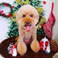 【山手店】2017年12月11日のワンちゃん達♪