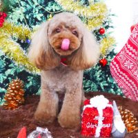 【山手店】2017年12月13日のワンちゃん達♪