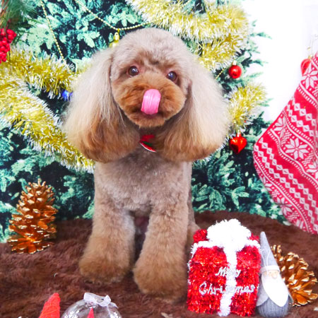 【山手店】2017年12月13日のワンちゃん達♪