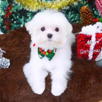 【山手店】2017年12月14日のワンちゃん達♪