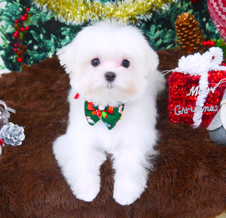 【山手店】2017年12月14日のワンちゃん達♪