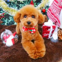 【山手店】2017年12月15日のワンちゃん達♪