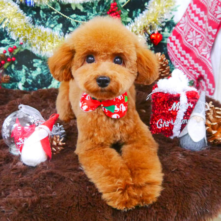 【山手店】2017年12月15日のワンちゃん達♪